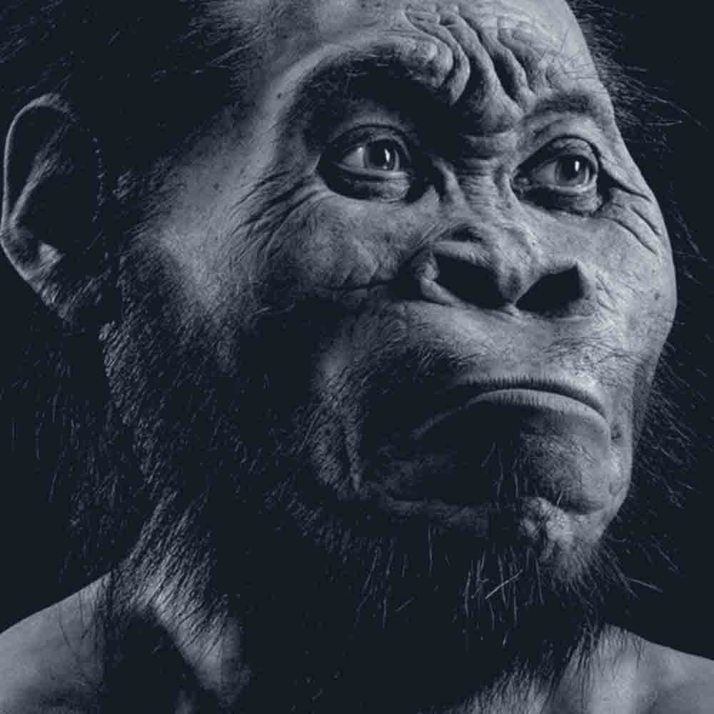 Hominin Species Homo Naledi Discovered 1Africa