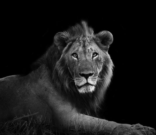 Lions Don’t Give Birth To Cats