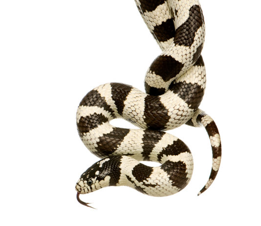 Pastor Makes The Congregation Eat Snakes