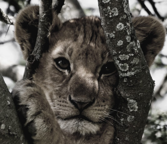 Who will tuck Cecil the Lion’s son into bed at night?