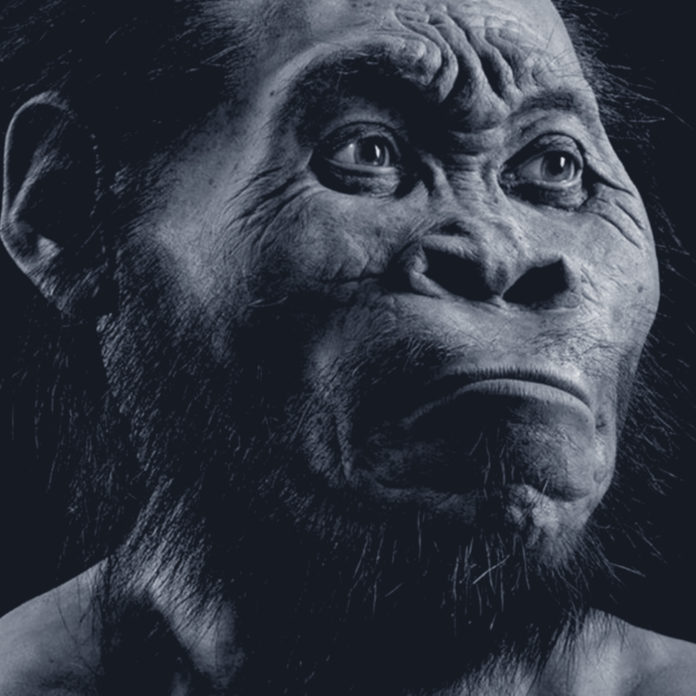 Hominin Species Homo Naledi Discovered